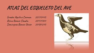 Atlas Del Esqueleto Del Ave (1)