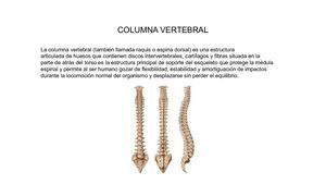 Columna Vertebral Javier