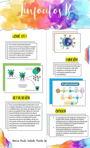 Afiche Linfocitos B