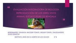 Tigre De Bengala