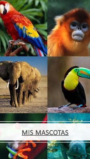 Mascotas Ept Andrea Bazo
