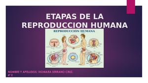 Etapas De La Reproduccion Humana
