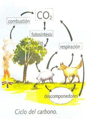 Circulación De La Materia