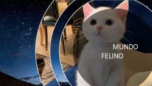 Mundo Felino