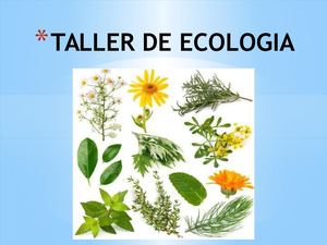 Actividades Taller De Ecologia (Semana 21)