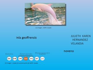 Revista Delfin Rosado
