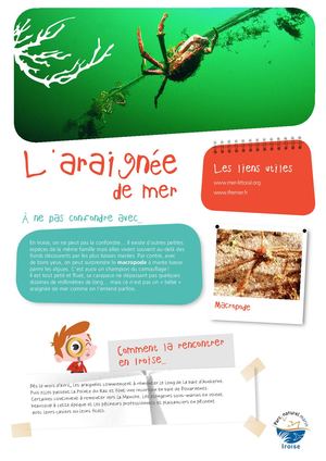 Fiche P'tits Mousses - L'Araignée de mer -  Ses secrets