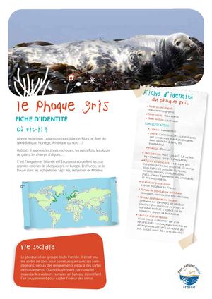 Fiche P'tits Mousses - Phoque gris, qui es-tu ?