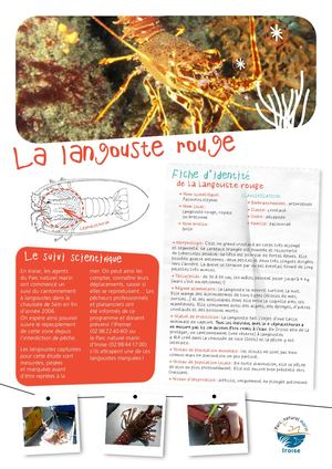 Fiche P'tits Mousses - Langouste rouge, qui es-tu ?