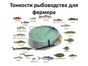 Тонкости рыбоводства для фермера