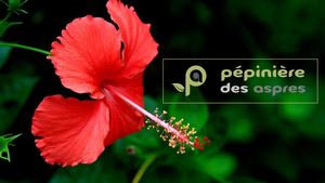 Pepiniere Des Aspres Grasse