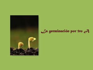 La Germinación Por 1ro A