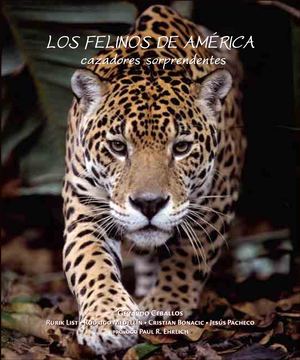 Los Felinos De America Cazadores Sorpren