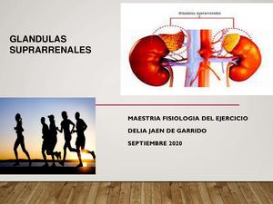 Suprarrenales Y Péptidos Natriuréticos Compressed (1)