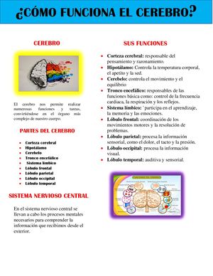 EL CEREBRO