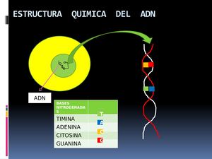 Estructura Quimica Del Adn