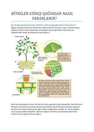 Bi̇tki̇ler Güneş Işiğindan Nasil Yararlanir?