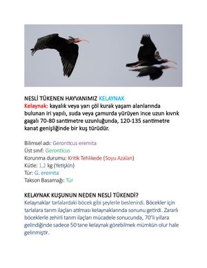 Yusuf Enes Çeti̇nkaya Nesli̇ Tükenen Hayvanimiz Kelaynak