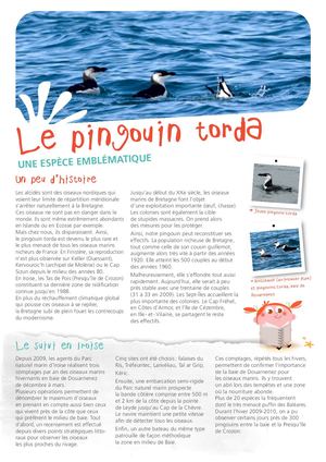 Fiche P'tits Mousses - Pingouin torda, espèce emblématique