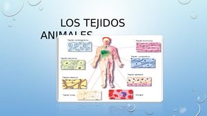 Semana 4 Clase 2 Tejidos Animales