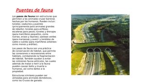 Puentes De Fauna