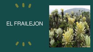 Frailejón