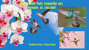 El pájaro más pequeño del mundo: El colibrí - Jane Valentina Sanchez Huere