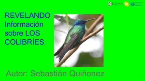 Los colibríes - Sebastián Alejandro Quiñonez Salazar