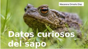 Datos Curiosos Del Sapo Macarena Sophia Ormeño Diaz