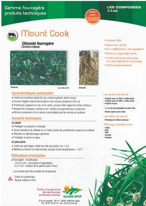 Chicorée Fourragère MOUNT COOK