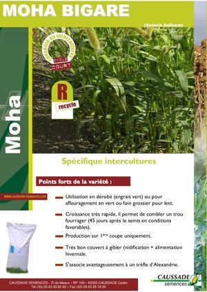 Moha BIGARE