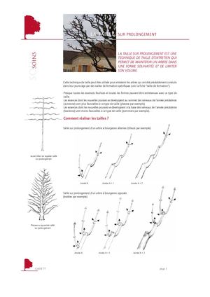 Taille sur prolongement