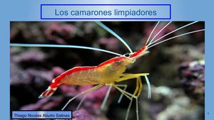 Los Camarones Limpiadores Thiago Nicolas Aburto Salinas