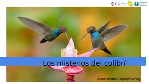 Los Misterios Del Colibrí Andres Nicolas Lapenta Wong