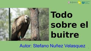 Todo Sobre El Buitre Stefano Nuñez Velasquez