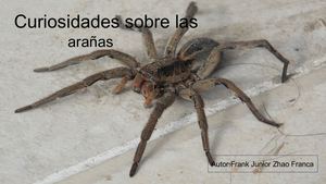 Curiosidades Sobre Las Arañas Frank Junior Zhao Franca