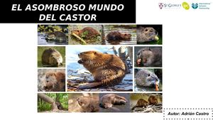 El Asombroso Mundo Del Castor Adrian Ignacio Castro Paredes