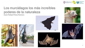 Los Murciélagos Los Más Increíbles Poderes De La Naturaleza Rafael Andre Perez Romero