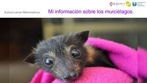Mi Información Sobre Los Murciélagos Laman Mammadova