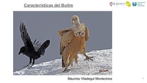 Mauricio Viladegut Montesinos