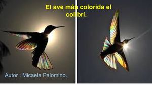 Micaela Maria Palomino Falcón