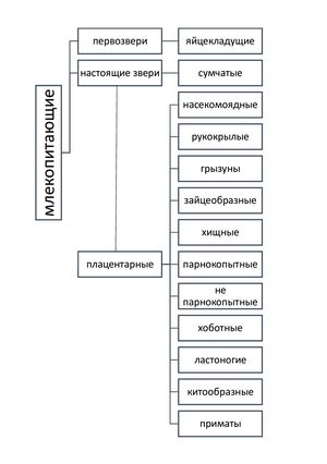 млекопитающие таблица