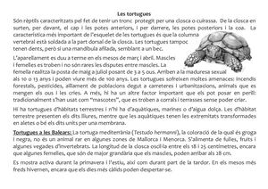 Les Tortugues