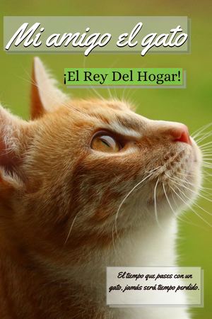 ¡Mi Amigo El Gato!