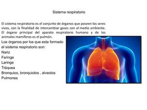 Sistema Respiratorio Cloé