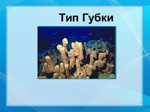 Тип Губки