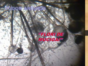 Flori de mucigai de Tudor Arghezi