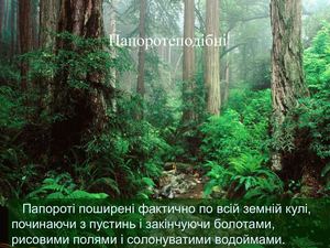 Папоротеподібні