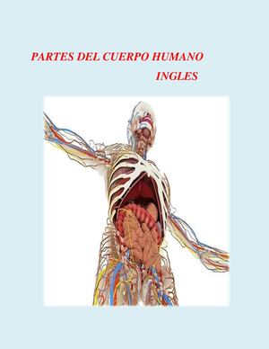 Partes Del Cuerpo Humano