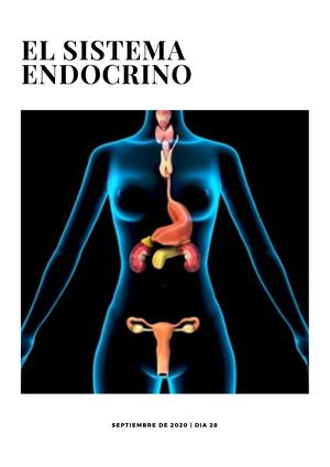 Sistema Endocrino.